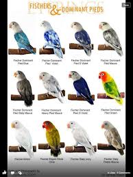 lovebird chart pet birds african lovebirds parrot