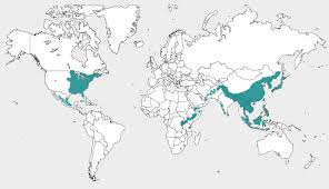 Image result for Arisaema mildbraedii