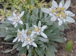 Bunga Edelweiss Simbol Cinta Abadi Kompasiana Com