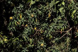 Image result for Rhigozum brevispinosum