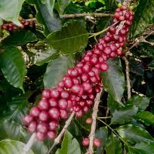 Image result for Coffea
