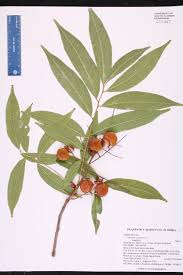 Image result for Sapindus saponaria