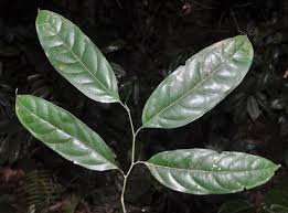 Image result for Strombosia