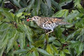 Image result for トラツグミ