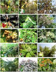 Image result for Grewia arborea