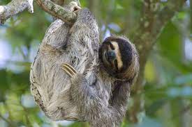 This sloth is sure to bring a smile to your face and makes a great gift for any sloth lover, or anyone who enjoys a good time of the year, whether it is for christmas, mother's day, baby or even a treat for yourself you'll also get plenty of discounts when you shop for sloth during big sales on aliexpress. Sloth Myths 11 Things You Think You Know About Sloths Sloco