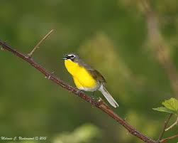 The house finch is a recent introduction from western into eastern north america (and hawaii), but it has received a warmer reception than other arrivals like the european starling and house sparrow. Yellow Breasted Chat Facts Diet Habitat Pictures On Animalia Bio