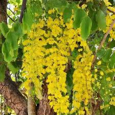 Image result for Cassia angolensis