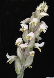 Image result for Zeuxine stammleri