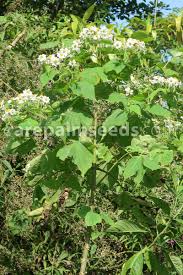 Image result for Solanecio mannii