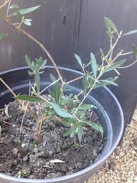 Épingler sur pinterest partager sur facebook. Planter Un Olivier Et Lequel