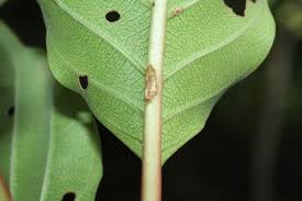 Image result for Hymenodictyon