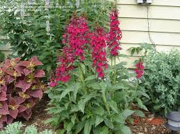 Cardinal Flower Perennial That Grows In Ga Grows Pretty Tall Shade Shade Flowers Part Shade Plants Shade Plants