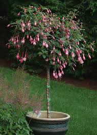 Epilobiums look most spectacular flowering in summer, but that is not the best time to plant them. Container Thread Part 2 Perennials Forum Gardenweb Fuchsia Garden Fuchsia Plant Fuchsia Flowers