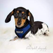 Maybe you would like to learn more about one of these? Dachshund Dog For Adoption In St Louis Park Mn Adn 389157 On Puppyfinder Com Gender Male Age Baby Dog Adoption Dachshund Dog Baby Dachshund