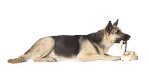 We did not find results for: Contact Us Aimsway German Shepherd Dog And German Shepherd Puppy Breeder