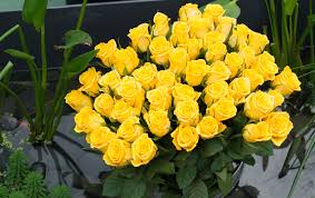 The name is one of the flower meanings, but another meaning is true love. The Meaning And Symbolism Behind Yellow Roses Floraqueen