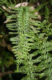 Image result for Asplenium rutifolium