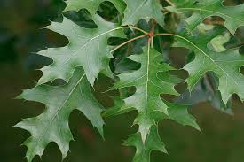 Image result for Quercus palustris