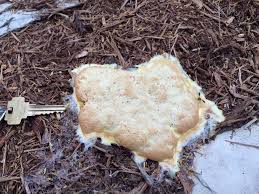 Is slime mold dangerous to dogs? Slime Mold K State Turf And Landscape Blog