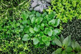 How to start a raised herb garden. How To Start Your Own Herb Garden Gardener S Path