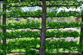 This espalier provides screening and fresh fruit. How To Create An Espalier Fruit Tree Screen Horticulture Co Uk
