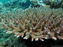 Image result for Selago coerulea