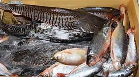 A partir de segunda-feira est&aacute; proibido o transporte de peixe em Mato Grosso. Medida vale por cinco anos :: Jornal Oeste