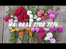 Bougenvile disebut tanaman bunga kertas karena bentuk seludang bunganya yang tipis dan mempunyai. Jual Bunga Krokot Warna Warni Jual Bibit Bunga Krokot Jual Krokot Tumpuk 12 Warna Youtube