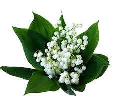 Read on for 23 stunning lily of the valley wedding bouquets. Order Wholesale Lily Of The Valley Flower At Bulk Prices