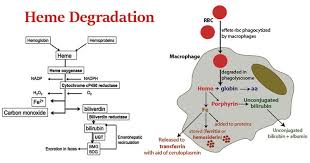 Image result for Heme