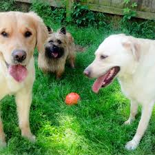 TOP 10 BEST Dog Kennel near Hope, NJ