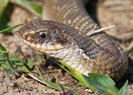 Pin On Pretty Snakes