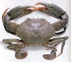 Oh ya hiu tidak memiliki kelenjar susu dan bernafas menggunakan insang sepeti hanya ikan. Apa Beza Ketam Batu Dan Ketam Nipah Ketambatu Com