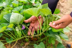 Long a favorite in the south, sweet potatoes have. Growing Sweet Potatoes Top Tips