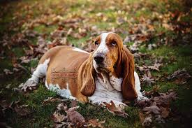 The basset is calm inside, but needs regular exercise in order to keep fit. Home News