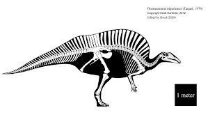 This rostrum was not curved but straight. Lol Ar Twitter Edit Of Skeletaldrawing S Ouranosaurus Nigeriensis Skeletal Diagram Based On Some Interesting Insights That Came Out Recently Keep In Mind That Im Not A Paleontologist And Neither Do I