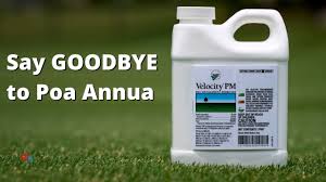 Image result for Poa