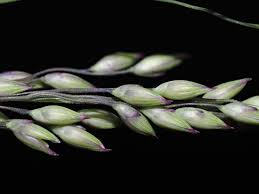 Image result for Panicum coloratum
