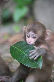 A monkey cage should include a nesting box shopping for a pet monkey: 36 Pet Monkey For Sale Ideas Pet Monkey Pet Monkey For Sale Baby Monkey