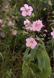 Image result for Kosteletzkya grantii