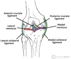 Check spelling or type a new query. The Knee Joint Articulations Movements Injuries Teachmeanatomy