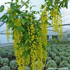 Garten Xxl Gutschein In 2020 Grapes Fruit