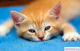 Berat bersih dpt dlm 10kg mcm tu la sebab campur kuah dia. Apa Yang Perlu Dilakukan Jika Kucing Tidak Makan Dan Minum Apakah Sebabnya Dan Bagaimana Untuk Membantu Anak Kucing Jika Dia Tidak Makan Dan Minum Haiwan Peliharaan