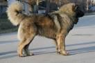 Caucasian Shepherd–Champion Puppies–For Sale–See the Price