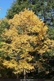 Image result for Diospyros virgata