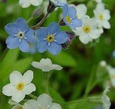 I was a little hesitant when i was handed a pamphlet and told the company will contact you. Forget Me Not How To Grow Self Seed Throughout Your Garden