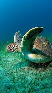 That is one huge sea turtle. Free Download Sea Turtleiphone 5 Wallpapersiphone 5scwallpapersbackgrounds 640x1136 For Your Desktop Mobile Tablet Explore 44 Sea Turtle Background Wallpaper Sea Turtle Iphone Wallpaper Baby Sea Turtle Wallpaper Turtle Desktop Wallpaper