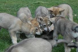 Von westerode (tschechoslowakischer wolfshund ). Uber Uns