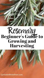 Rosemary plants do not like wet soil, what they need is misting. How To Grow And Harvest Rosemary Harvesting Herbs Growing Rosemary Rosemary Plant